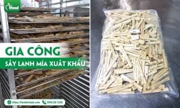 Gia công mía sấy lạnh xuất khẩu