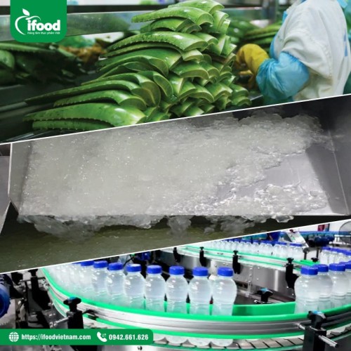 chuyển giao công nghệ chế biến nha đam