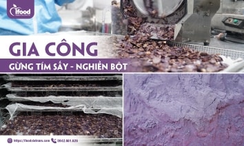 Gia công gừng tím sấy lạnh nghiền bột