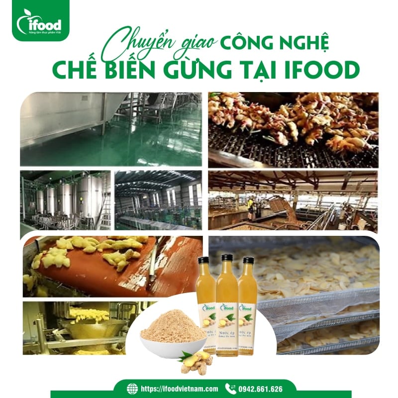 Chuyển giao công nghệ chế biến gừng tại IFood Việt Nam