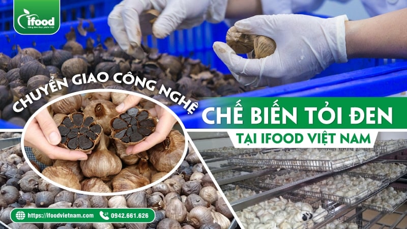 Công nghệ chế biến tỏi đen IFood Việt Nam